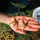 Japanese sea stars found on a fisheries dock near Newport, Oregon. Image: John Chapman.